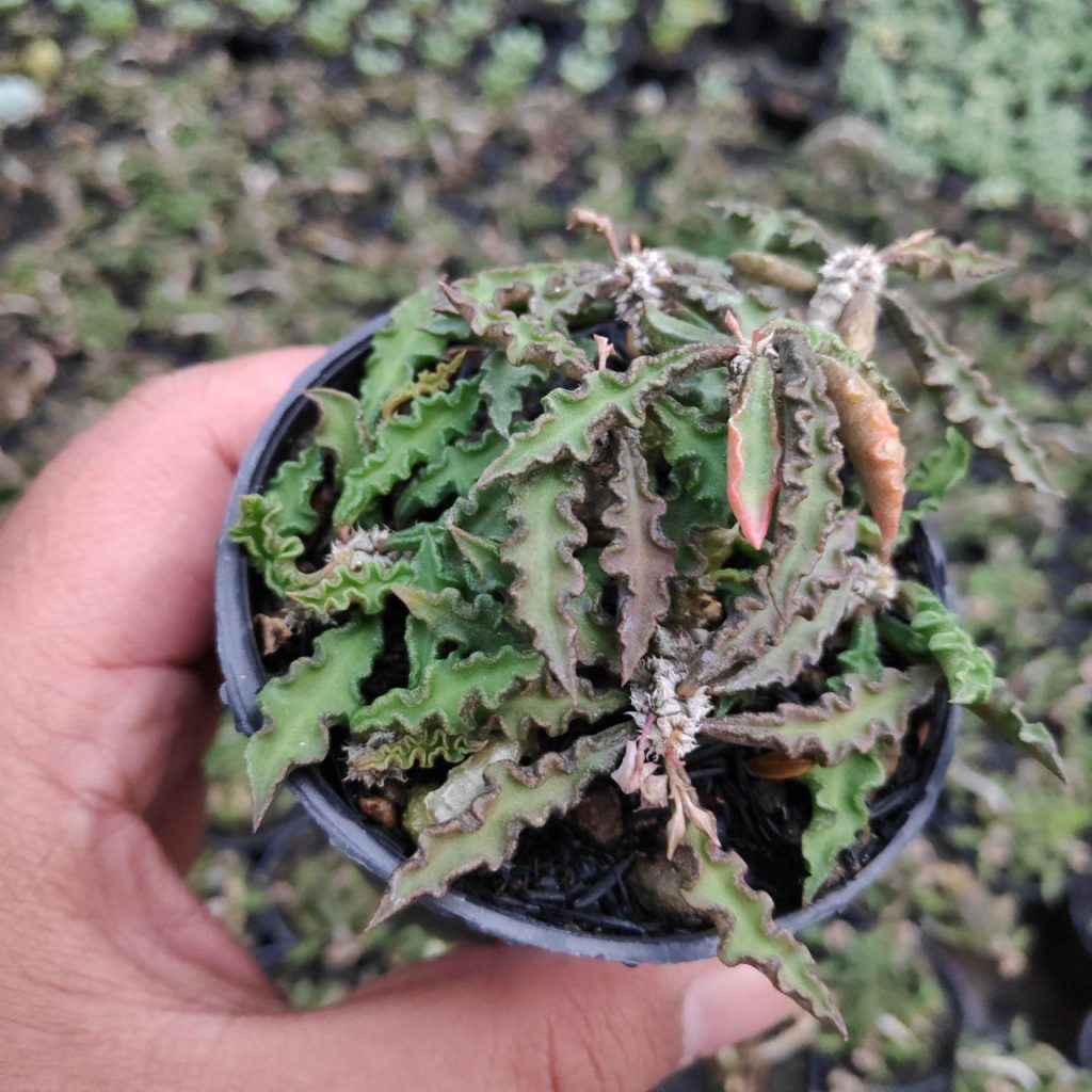 kaktus.id