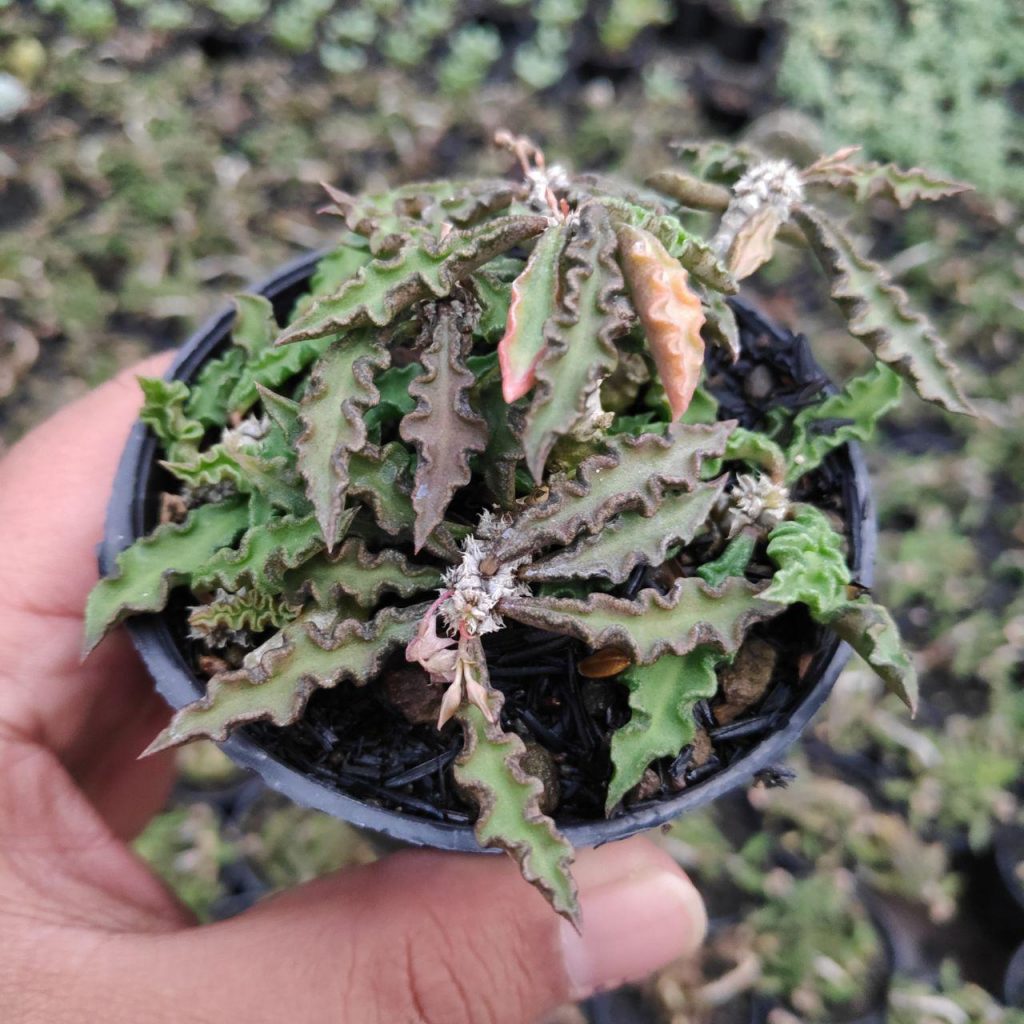 kaktus.id