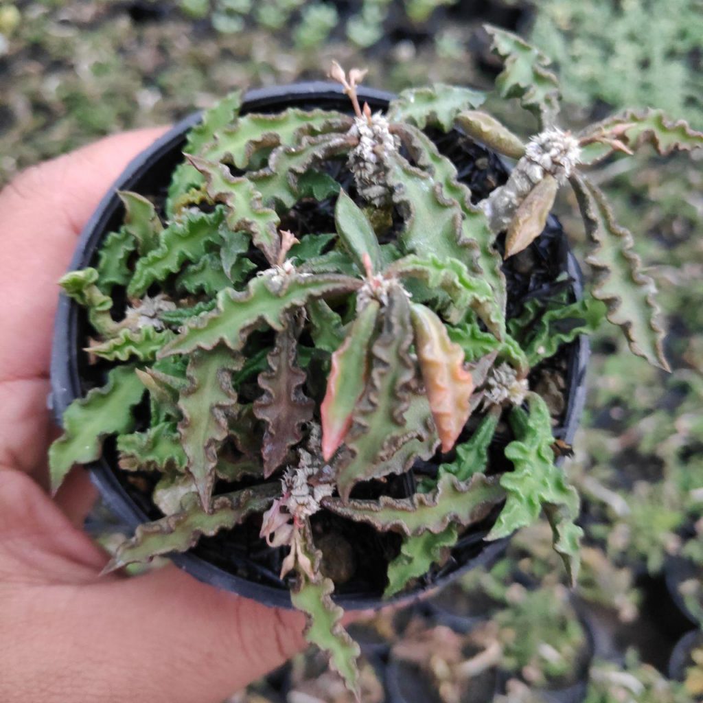 kaktus.id