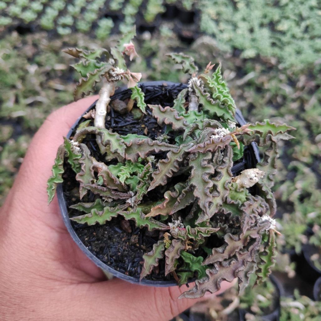 kaktus.id