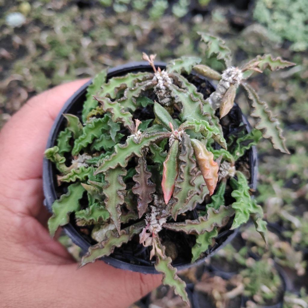 kaktus.id