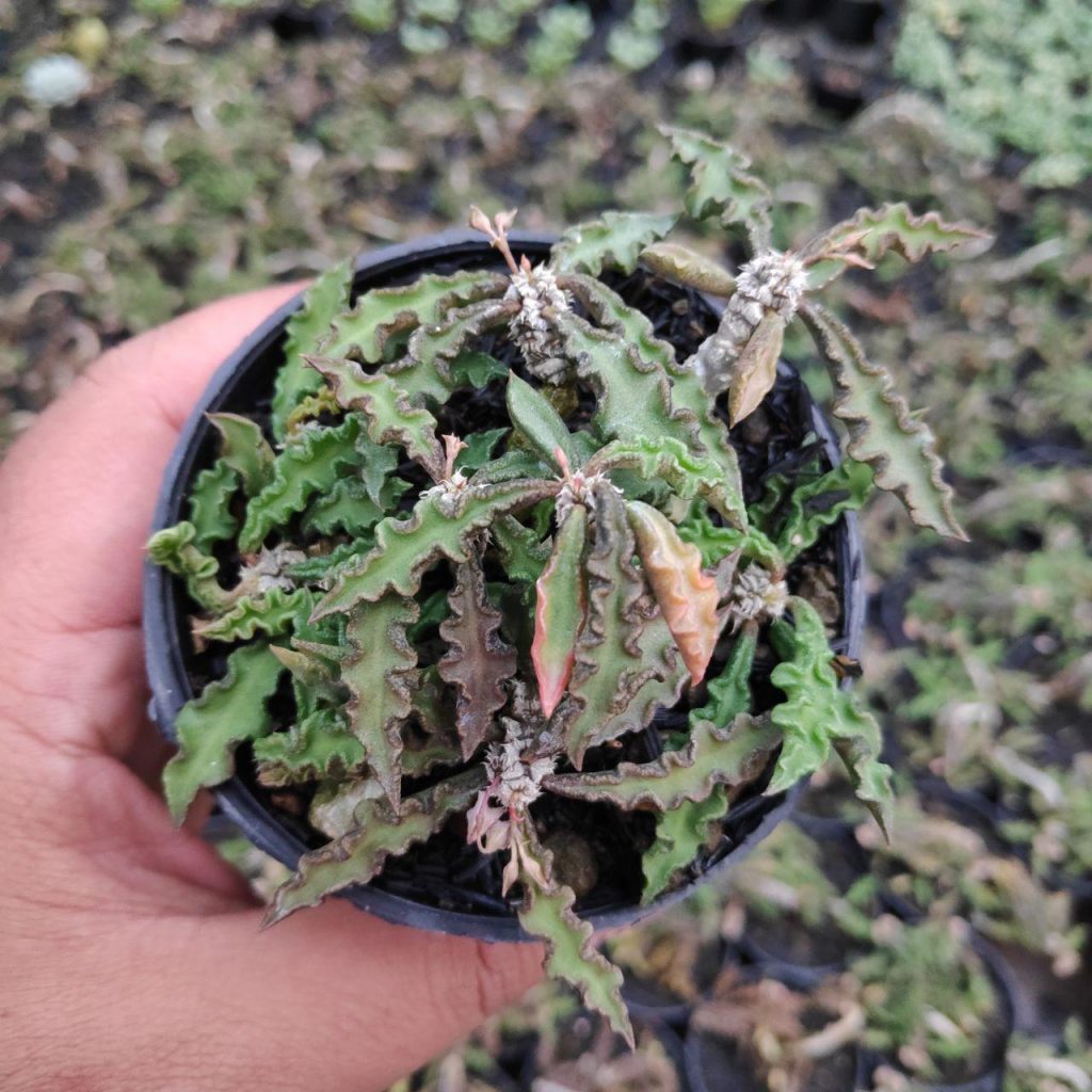 kaktus.id