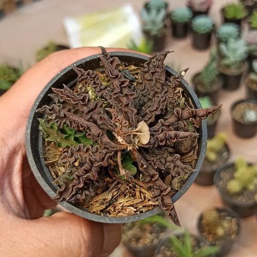 Euphorbia Decaryi Var. Spirosticha, real gallery image #2 plants. Picture taken directly from kaktus.id community Euphorbia farmer green houses.
