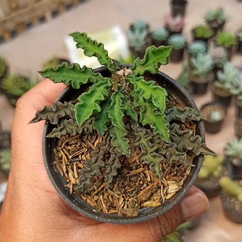 Euphorbia Decaryi Var. Spirosticha, real gallery image #3 plants. Picture taken directly from kaktus.id community Euphorbia farmer green houses.