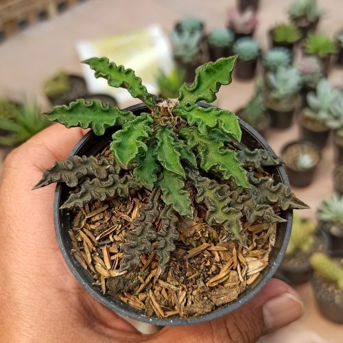 Euphorbia Decaryi Var. Spirosticha, real gallery image #4 plants. Picture taken directly from kaktus.id community Euphorbia farmer green houses.