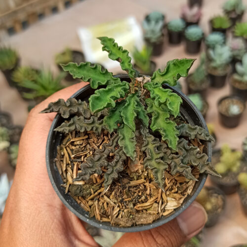 Euphorbia Decaryi Var. Spirosticha, real gallery image #5 plants. Picture taken directly from kaktus.id community Euphorbia farmer green houses.