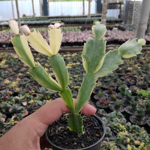 Schlumbergera Truncata Variegated - Thanksgiving Cactus, real gallery image #13 plants. Picture taken directly from kaktus.id community Schlumbergera farmer green houses.
