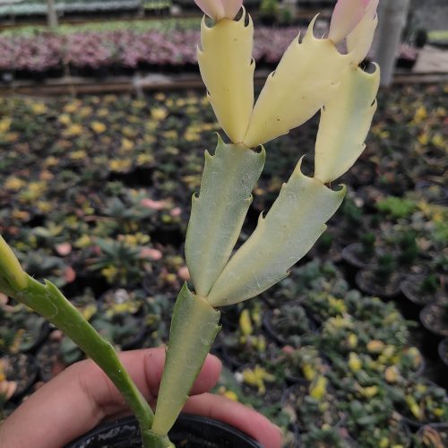 Schlumbergera Truncata Variegated - Thanksgiving Cactus, real gallery image #14 plants. Picture taken directly from kaktus.id community Schlumbergera farmer green houses.