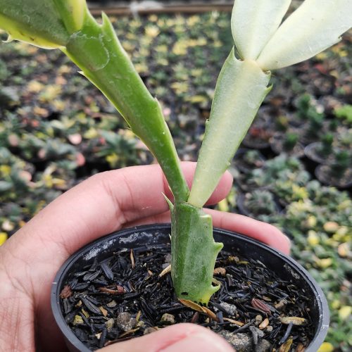 Schlumbergera Truncata Variegated - Thanksgiving Cactus, real gallery image #15 plants. Picture taken directly from kaktus.id community Schlumbergera farmer green houses.