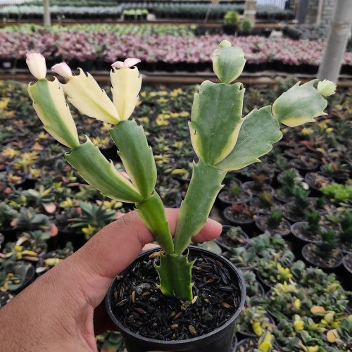 Schlumbergera Truncata Variegated - Thanksgiving Cactus, real gallery image #12 plants. Picture taken directly from kaktus.id community Schlumbergera farmer green houses.