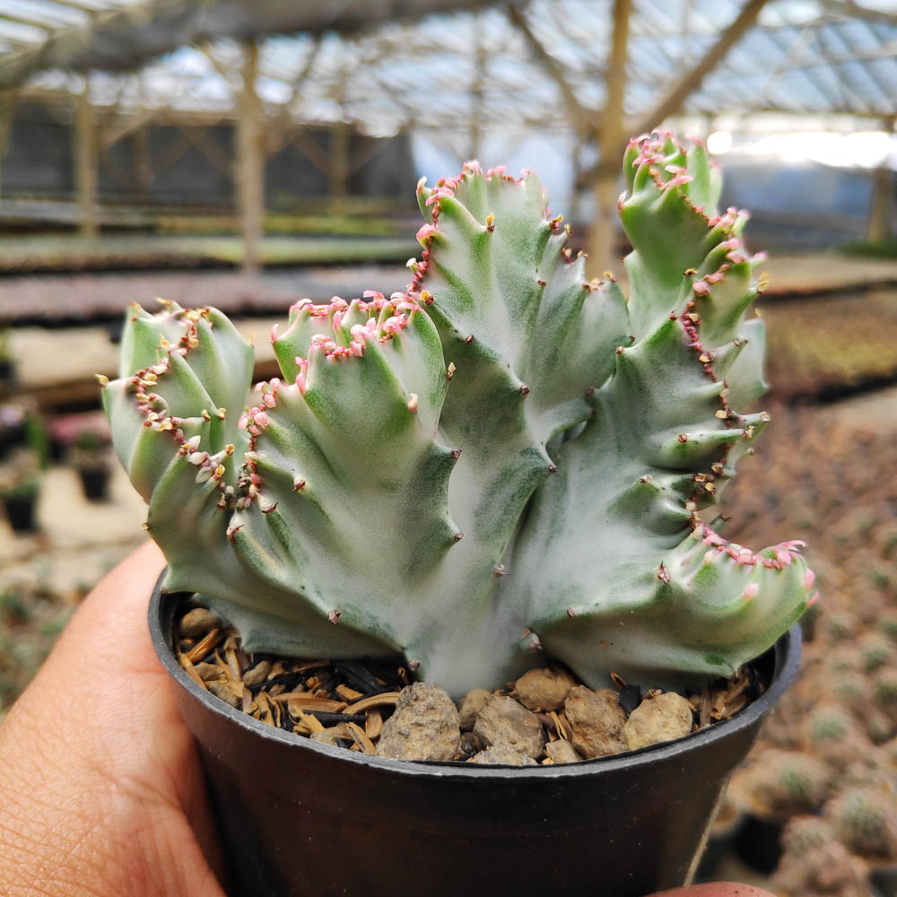 116. Euphorbia Lactea Cristata (1 of 1)-5 - kaktus.id