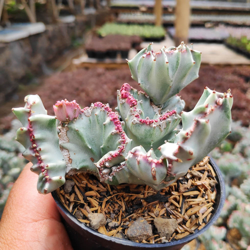 116. Euphorbia Lactea Cristata (1 of 1) - kaktus.id