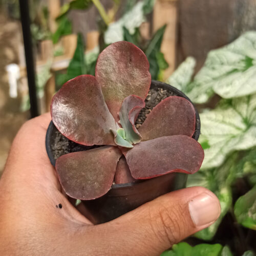 Echeveria Zorro, real gallery image #6 plants. Picture taken directly from kaktus.id community Echeveria farmer green houses.