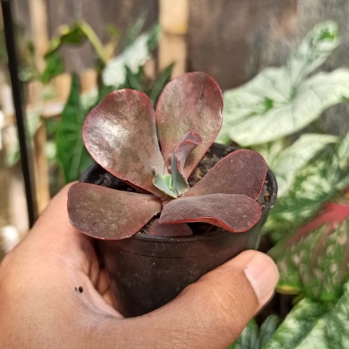 Echeveria Zorro, real gallery image #8 plants. Picture taken directly from kaktus.id community Echeveria farmer green houses.