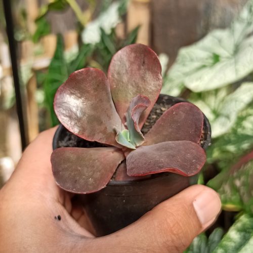 Echeveria Zorro, real gallery image #10 plants. Picture taken directly from kaktus.id community Echeveria farmer green houses.