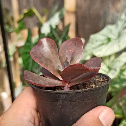 Echeveria Zorro, real gallery image #13 plants. Picture taken directly from kaktus.id community Echeveria farmer green houses.
