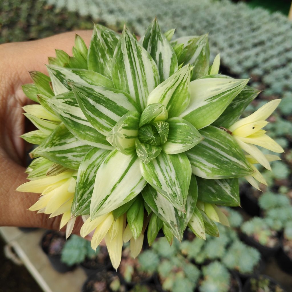 kaktus.id