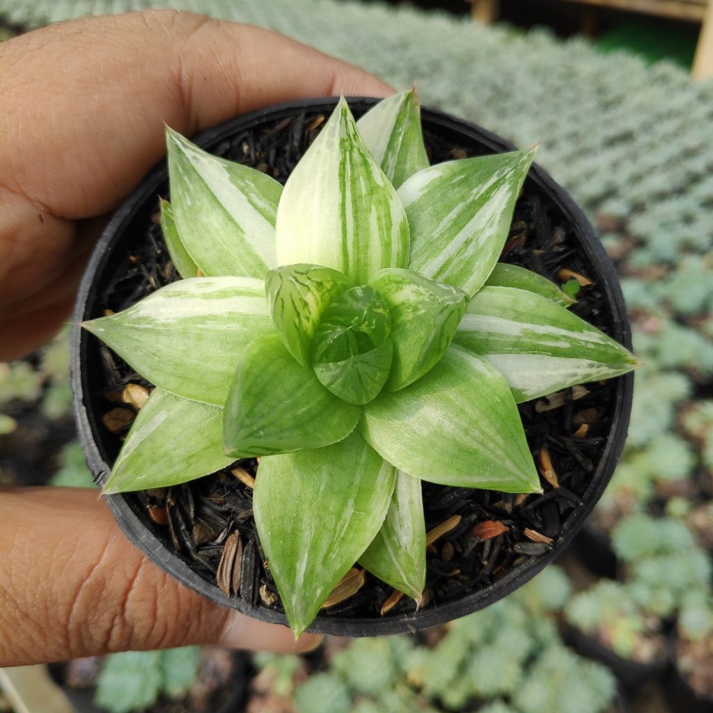 kaktus.id