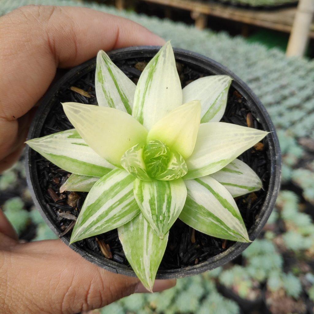 kaktus.id