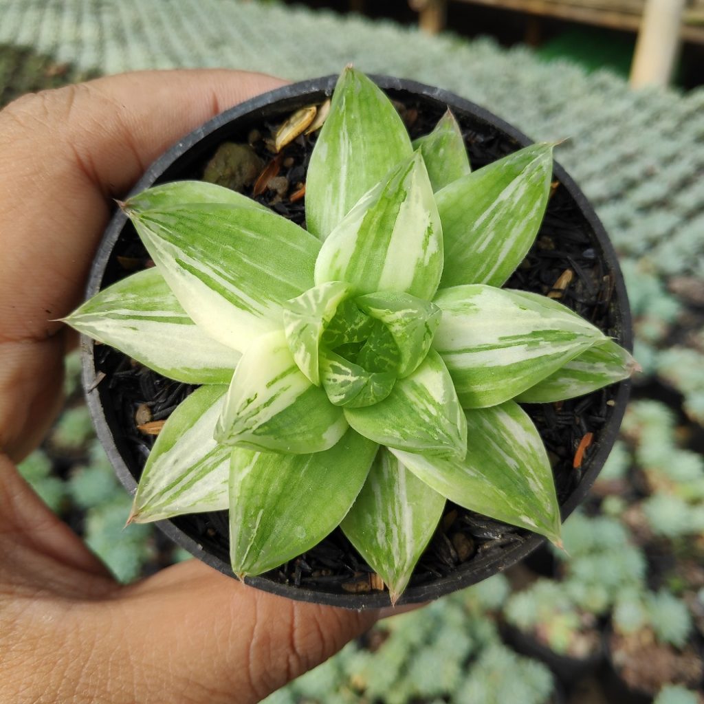 kaktus.id