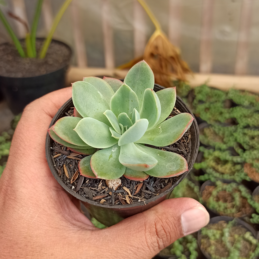kaktus.id