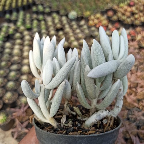 Senecio Haworthii Cluster, real gallery image #1 plants. Picture taken directly from kaktus.id community Senecio farmer green houses.