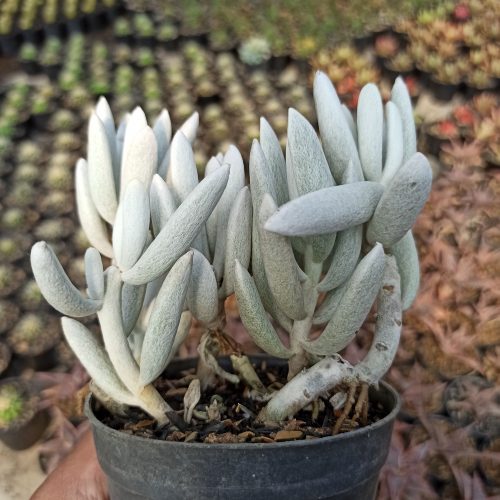 Senecio Haworthii Cluster, real gallery image #2 plants. Picture taken directly from kaktus.id community Senecio farmer green houses.
