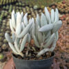 Senecio Haworthii Cluster, real gallery image #3 plants. Picture taken directly from kaktus.id community Senecio farmer green houses.