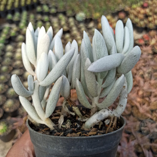 156. Senecio Haworthii Cluster