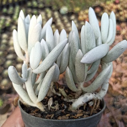 Senecio Haworthii Cluster, real gallery image #4 plants. Picture taken directly from kaktus.id community Senecio farmer green houses.