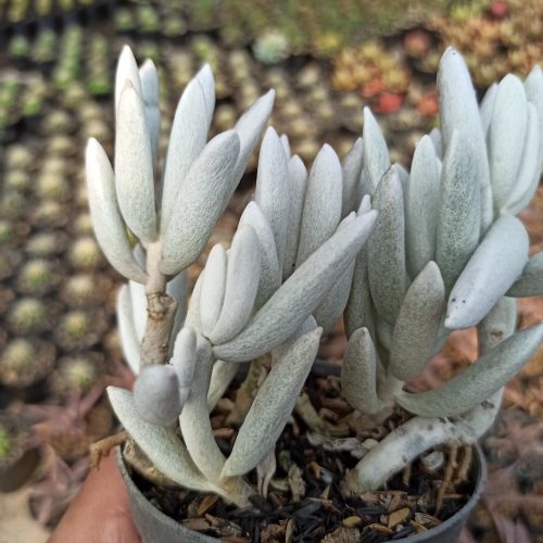 Senecio Haworthii Cluster, real gallery image #5 plants. Picture taken directly from kaktus.id community Senecio farmer green houses.