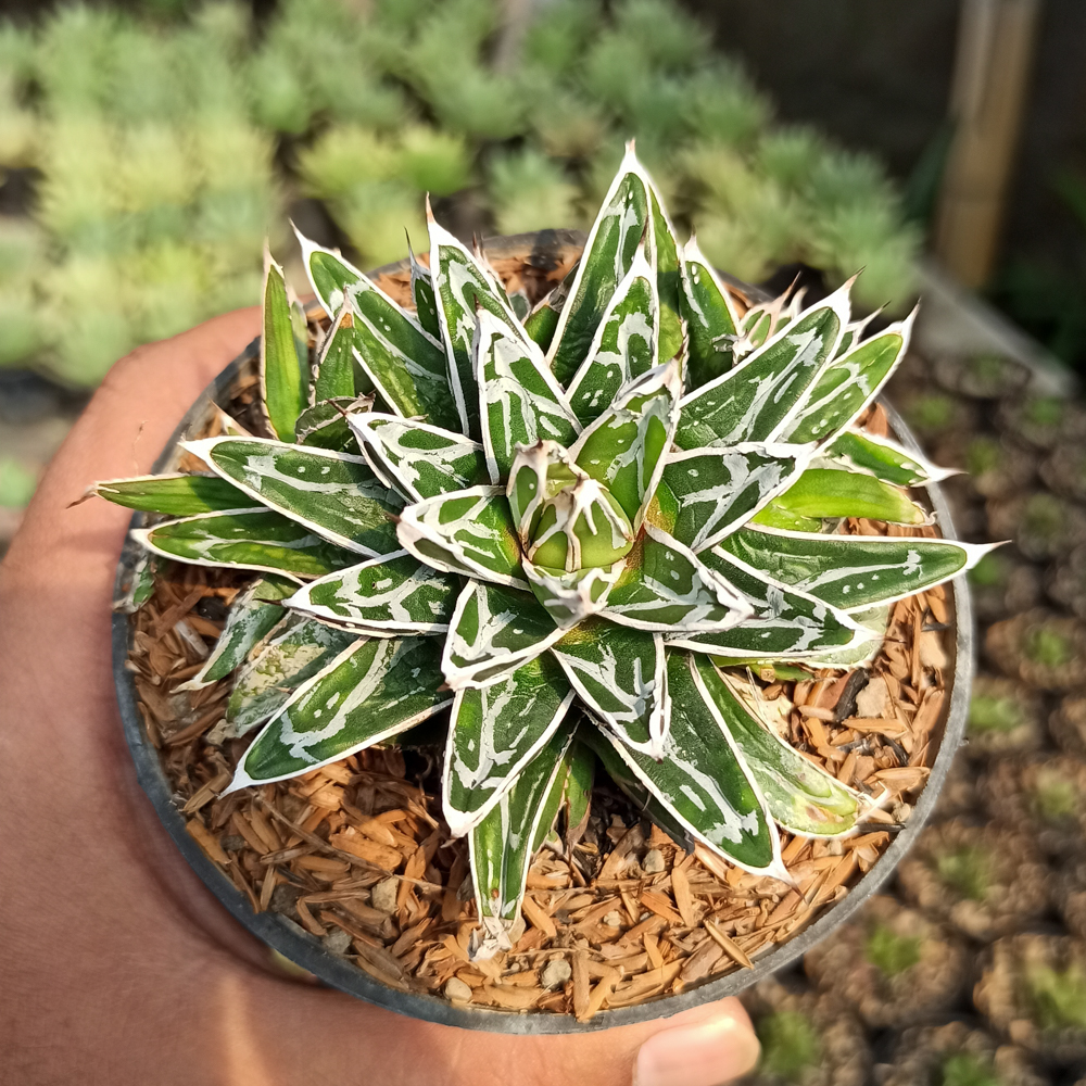 kaktus.id