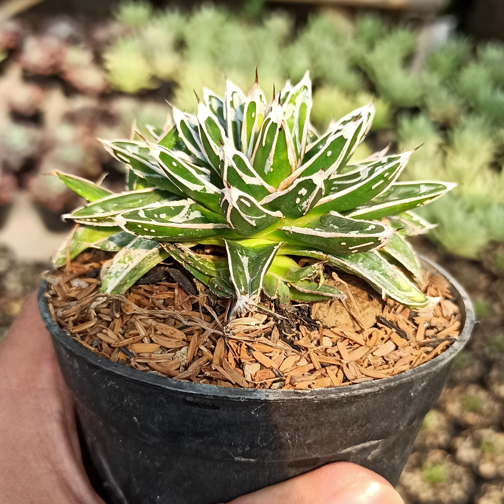 kaktus.id
