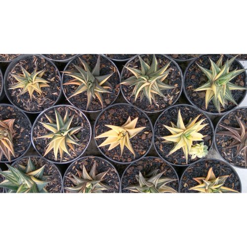 Haworthia Limifolia Variegated, real gallery image #16 plants. Picture taken directly from kaktus.id community Haworthia farmer green houses.