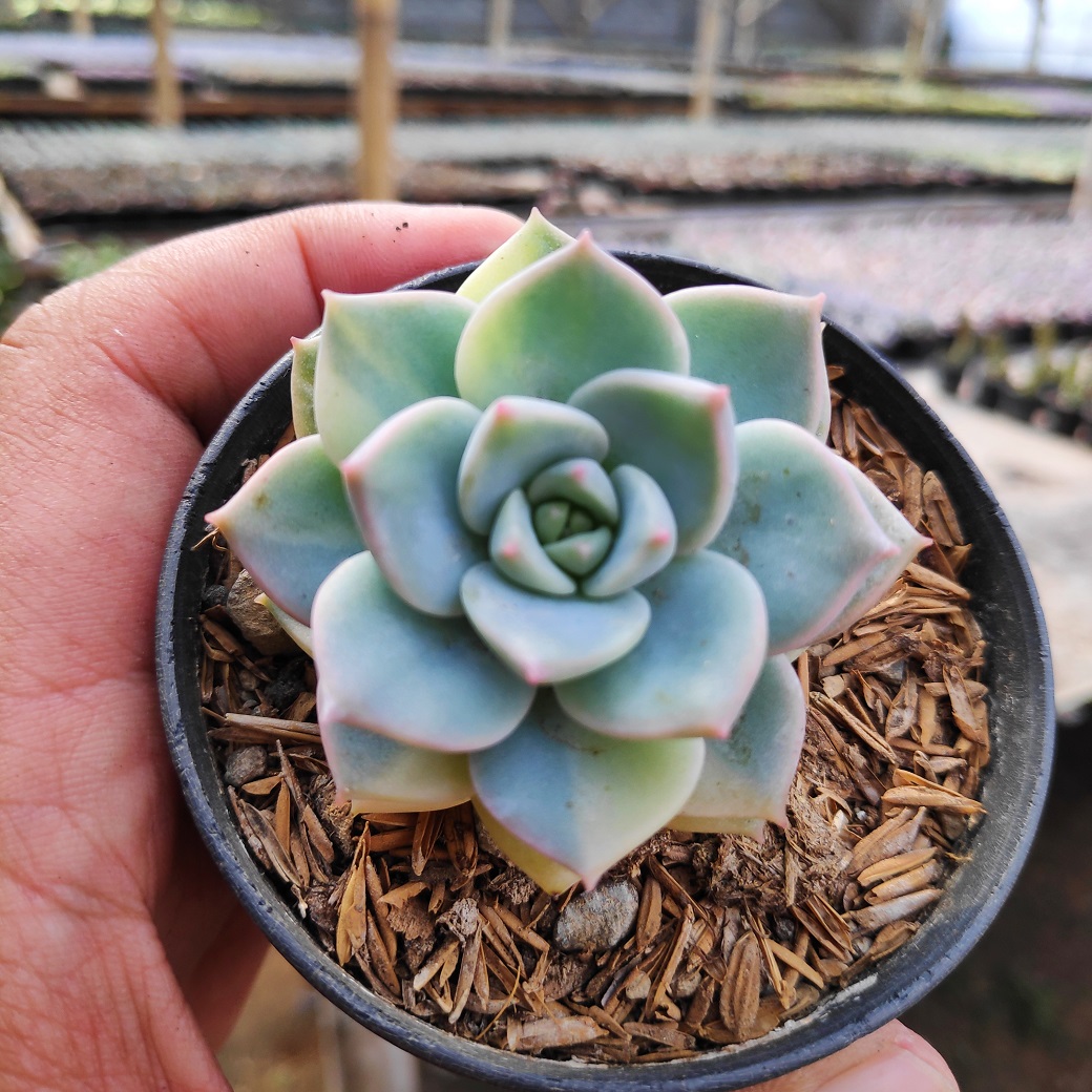 48. Graptoveria Titubans Variegated 1 - kaktus.id
