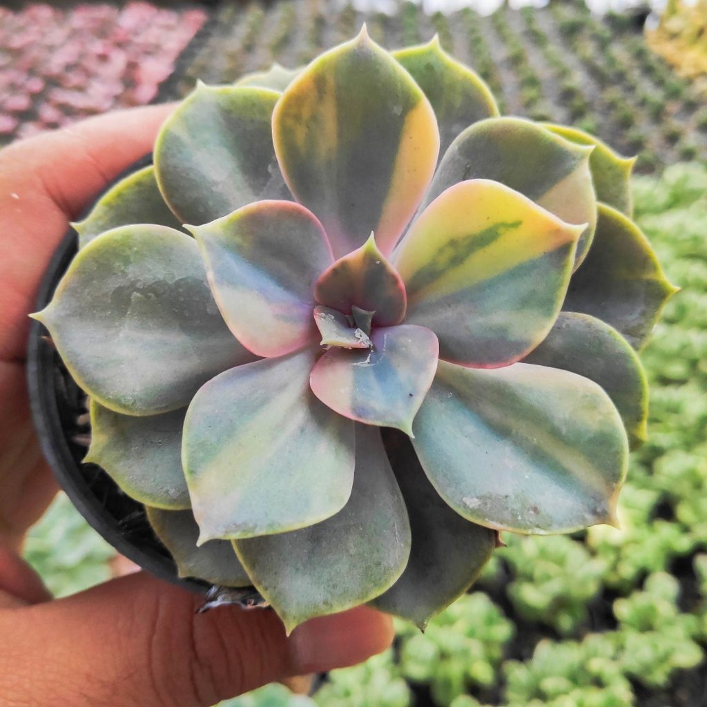 kaktus.id