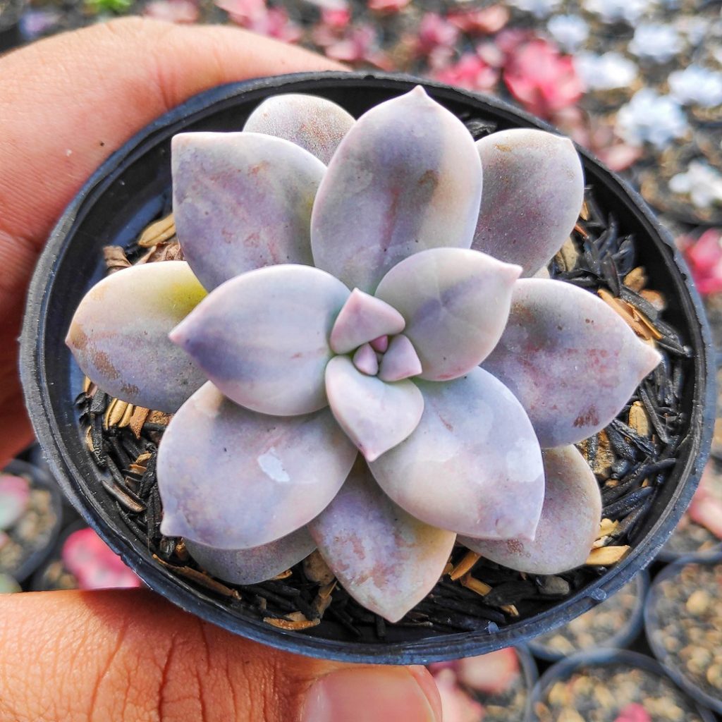 kaktus.id