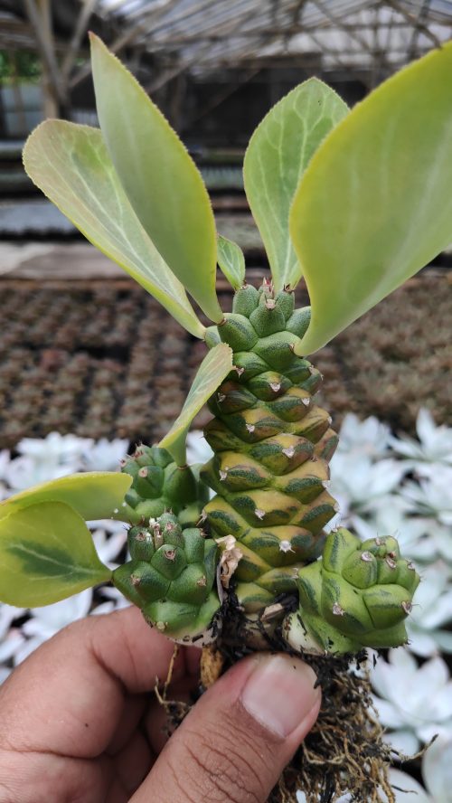 Monadenium Ritchiei Variegated, real gallery image #8 plants. Picture taken directly from kaktus.id community Monadenium farmer green houses.