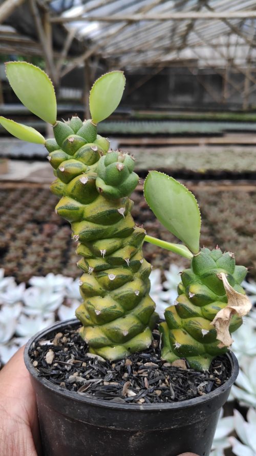 Monadenium Ritchiei Variegated, real gallery image #9 plants. Picture taken directly from kaktus.id community Monadenium farmer green houses.