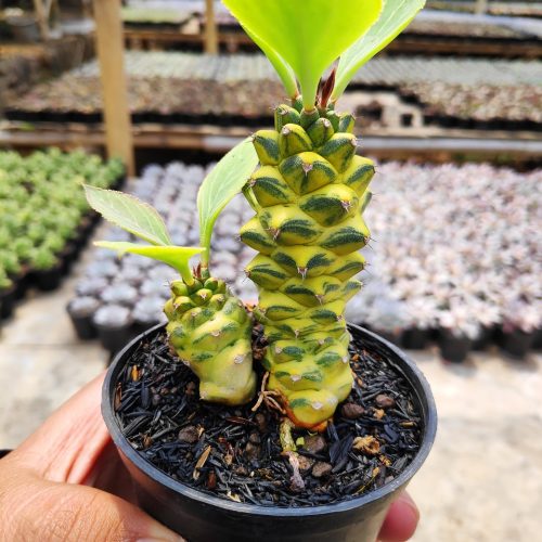 Monadenium Ritchiei Variegated, real gallery image #13 plants. Picture taken directly from kaktus.id community Monadenium farmer green houses.