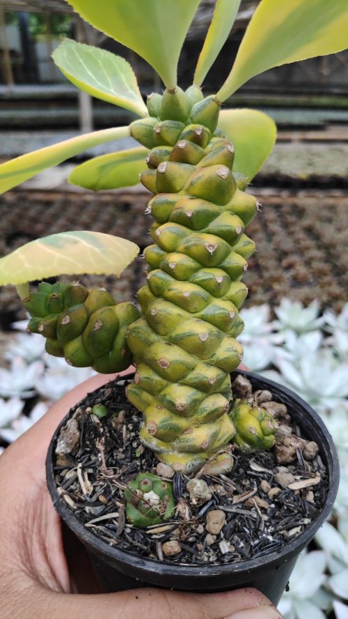 Monadenium Ritchiei Variegated, real gallery image #10 plants. Picture taken directly from kaktus.id community Monadenium farmer green houses.