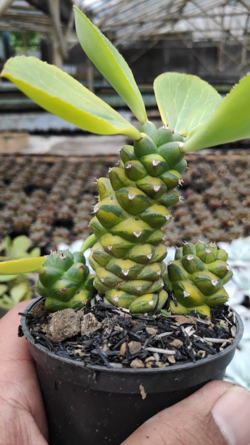 Monadenium Ritchiei Variegated, real gallery image #12 plants. Picture taken directly from kaktus.id community Monadenium farmer green houses.