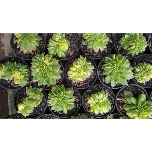 Echeveria Gilva Cristata Variegated, real gallery image #10 plants. Picture taken directly from kaktus.id community Echeveria farmer green houses.