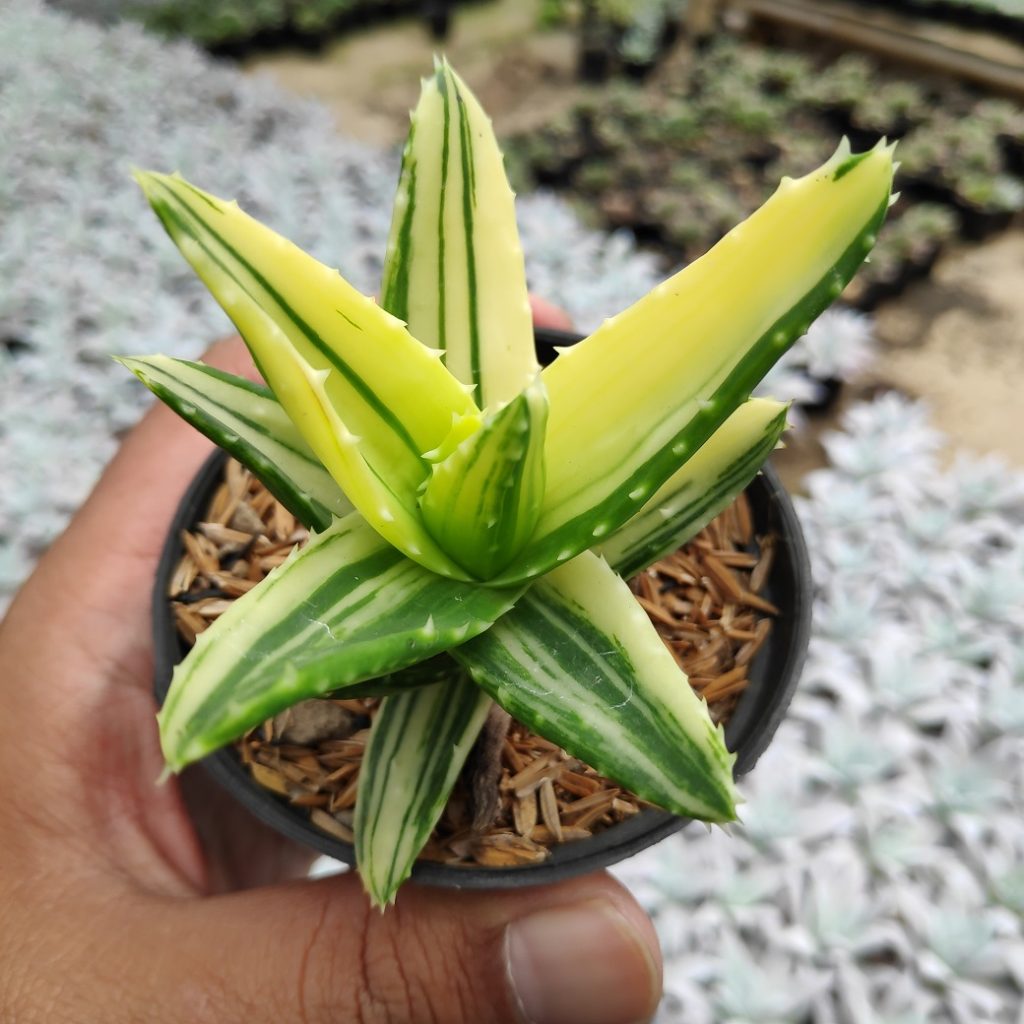 kaktus.id