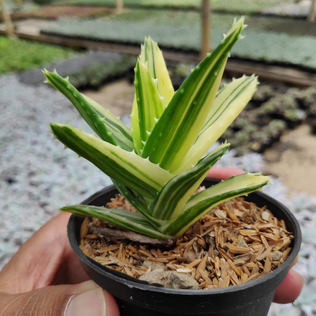 kaktus.id