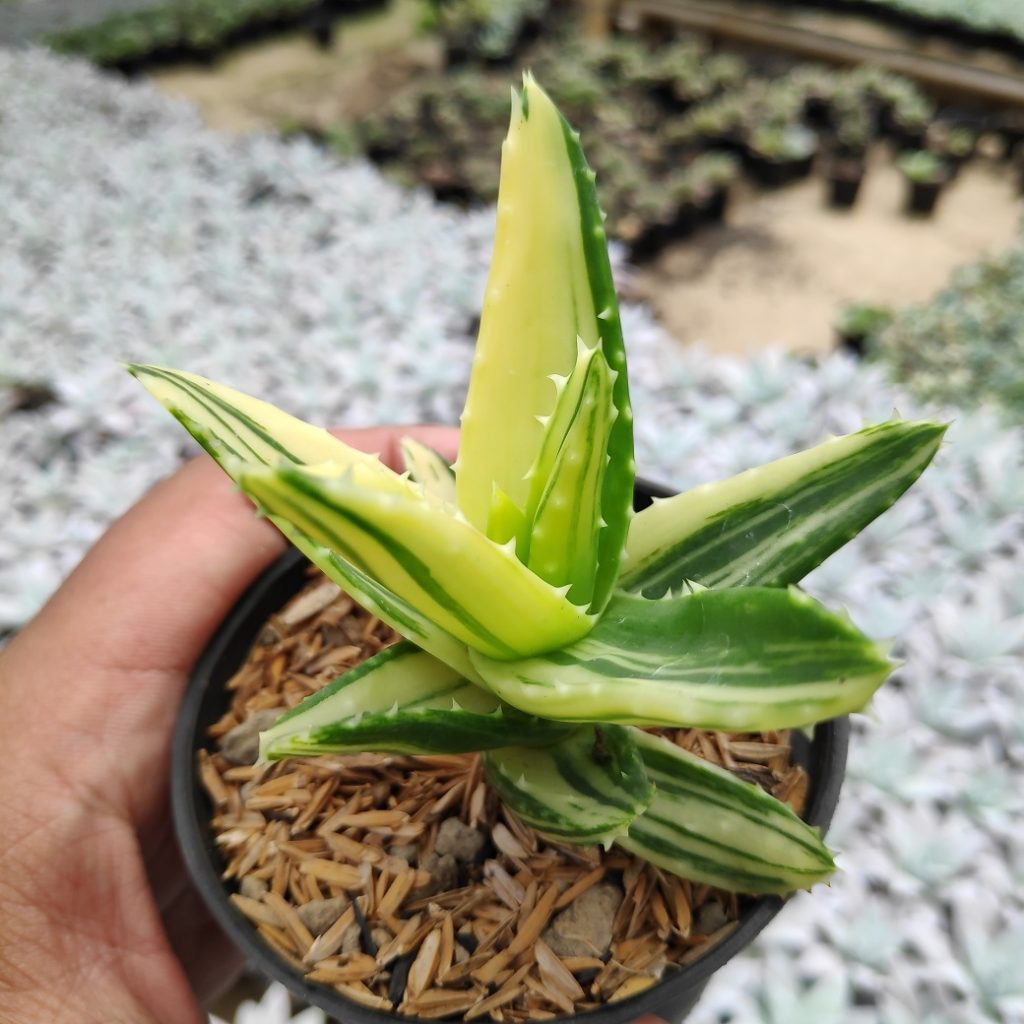 kaktus.id