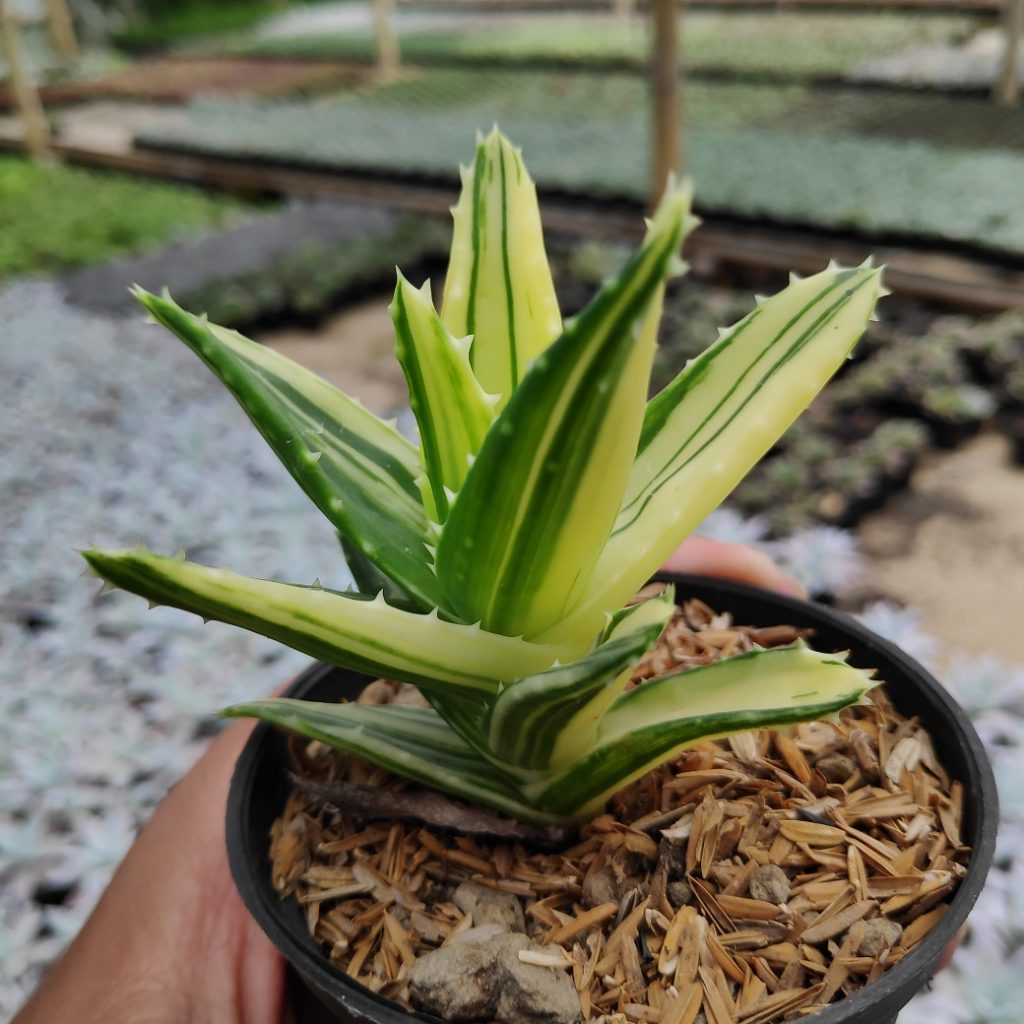 kaktus.id