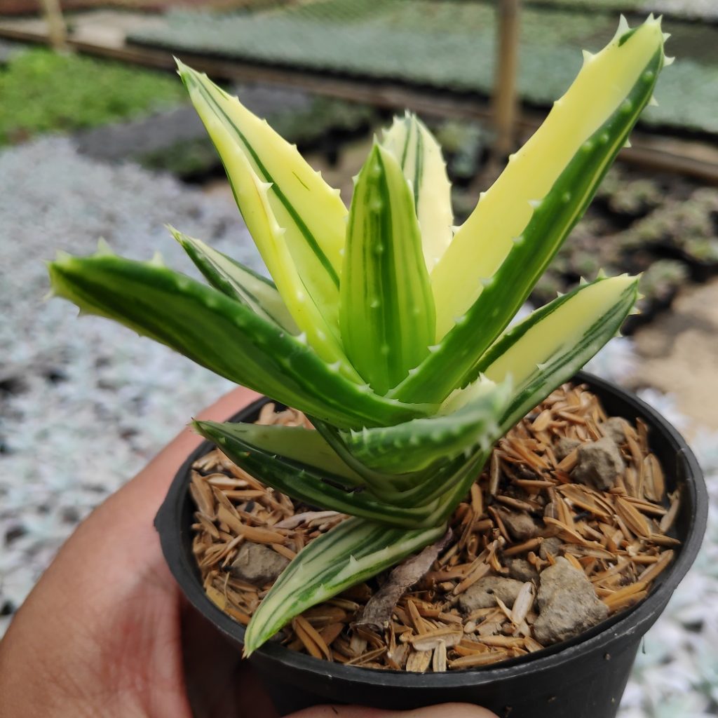 kaktus.id