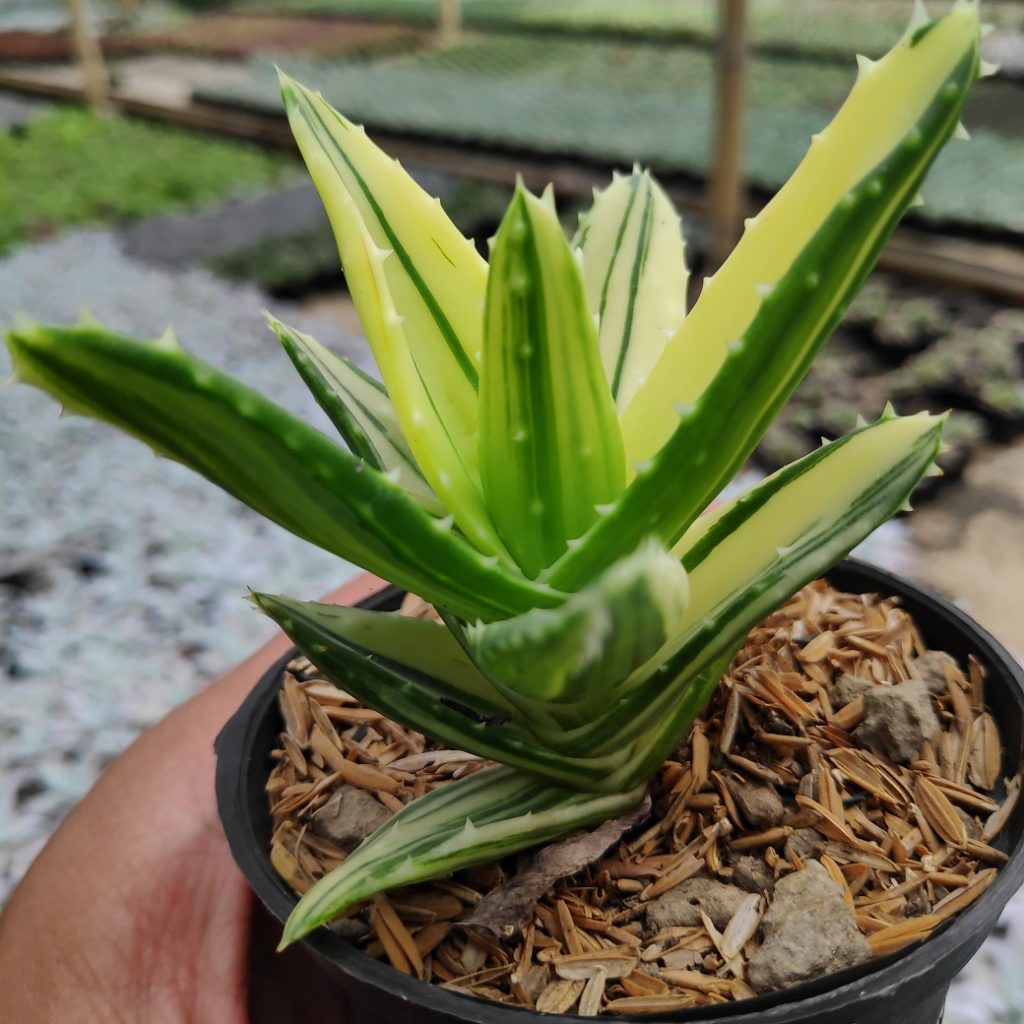 kaktus.id