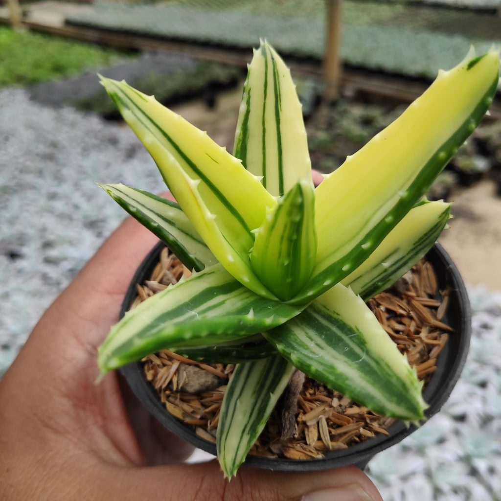 kaktus.id